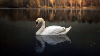 White swan lake forest night - a white swan free wallpaper
