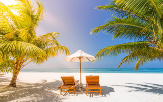 Beach chairs umbrella palm trees - beach free wallpaper