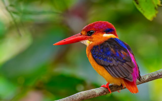 Colorful bird perched branch nature - a branch in a tree branch free wallpaper