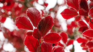 Red tree flowers torii umbrella - a red tree free wallpaper