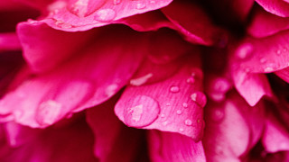 Pink flower water droplets macro 25 - petal free wallpaper