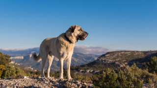 Dog mountain hill sky clouds - heroic pose free wallpaper
