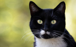 Black white cat yellow eyes 17 - a white stripe free wallpaper