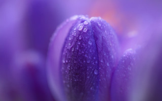 Purple flower water droplets macro 21 - a purple flower free wallpaper for desktop