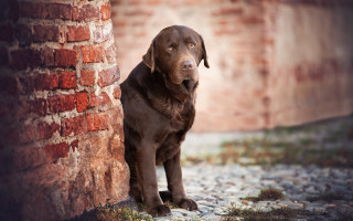 Brown dog brick wall grass - a brown dog free wallpaper