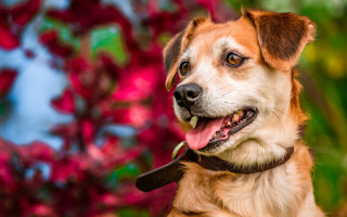 Dog leash shiba inu bokeh - his neck free wallpaper