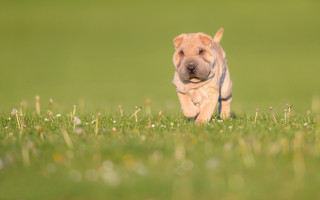 Dog running field flowers bush - tongue free wallpaper