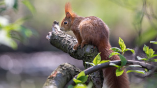 Squirrel branch leaves nature animal - a squirrel free wallpaper
