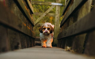 Dog bridge tongue out trees - a bridge free wallpaper