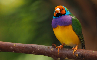 Colorful bird perched branch blurry 2 - cloisonnism free wallpaper