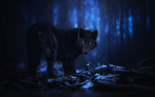 Black wolf forest night glowing - blue light free wallpaper