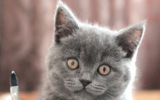 Gray kitten pen mouth sad - a pen free wallpaper