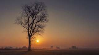 Tree sunset fog mountain nature - the air behind free wallpaper