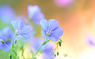 Blue flowers grass blurry background 2 - blue flower free wallpaper