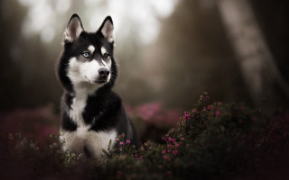 Husky flower field forest purple - a field of flowers and trees free wallpaper