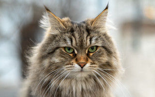 Cat green eyes angry portrait - bourgeoi free wallpaper