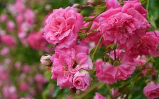 Pink flowers garden bokeh roses - green leaf and stems free wallpaper