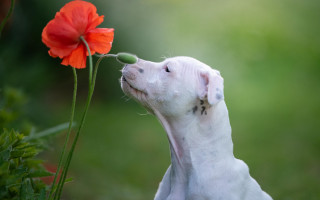 White dog smelling red flower - art informel free wallpaper for desktop
