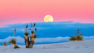 Full moon desert cactus sky - betye saar free wallpaper