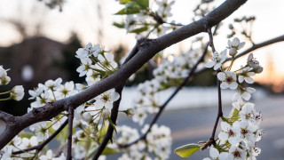 White flower tree street blurry - elinor proby adams free wallpaper