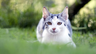 Curious cat walking grass outdoors 2 - curious free wallpaper