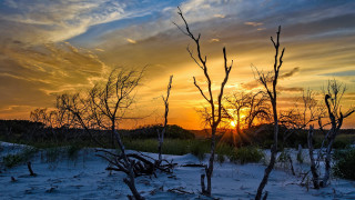 Sunset trees bushes forest city - a few bush free wallpaper