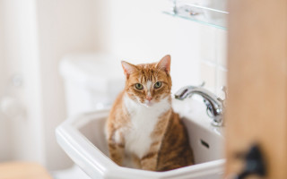 Black cat sink mirror depth - felix octavius carr darley free wallpaper