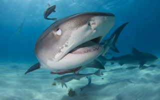 Large shark fish neck sunbeam - a large mouth free wallpaper