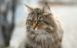 Cat green eyes ledge looking - a ledge free wallpaper