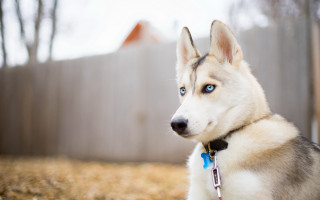 Husky blue eyes grass fence - husky free wallpaper for desktop
