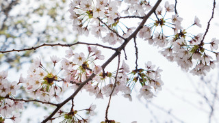 White flower branch blue sky 7 - chang daichien free wallpaper