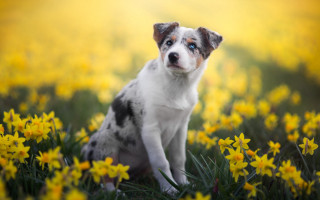 Dog yellow flowers blue eyes - a blue eye free wallpaper