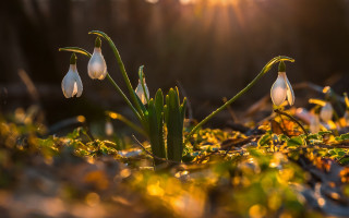 Flowers grass autumn bokeh macro - a group of flowers free wallpaper