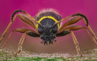 Spider yellow stripe pink background - a close up of a spider free wallpaper