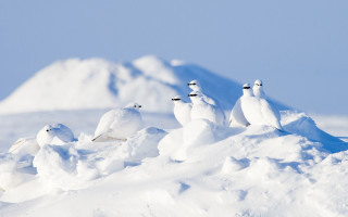 Birds snowy hill mountain blue - top of a snow free wallpaper