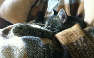 Cat blanket couch fence fishnets - dramatic free wallpaper