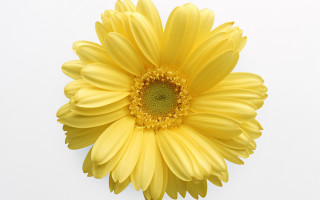 Yellow flower gradient digital rayonism - a yellow flower free wallpaper