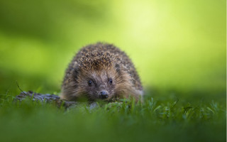 Hedgehog grass sun blurry background - food free wallpaper