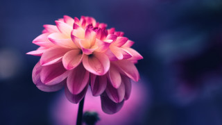 Pink lily lotus flower macro - dionisiu free wallpaper