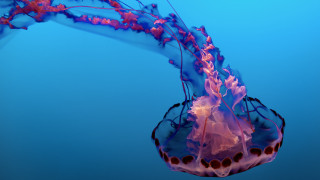 Jellyfish water sky cloud 3d - jellyfish free wallpaper