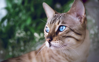 Blue eyes cat bush tree - mannerism free wallpaper for desktop