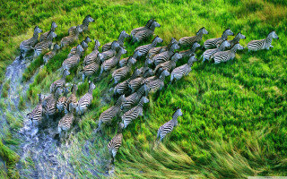 Zebras herd grass field water - a stream running free wallpaper