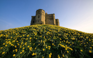 Castle field sunflower autumn blue - andrew geddes free wallpaper