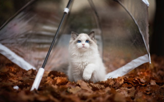 White cat under umbrella autumn 2 - eye open free wallpaper