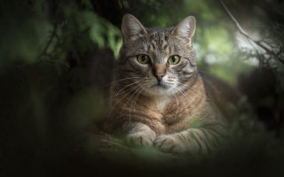 Cat forest serious rayonism animal - the middle of a forest free wallpaper