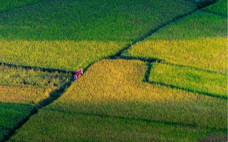 Cao zhibai green grass shadow - a shadow free wallpaper