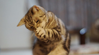 Cat playing with toy room - a toy free wallpaper