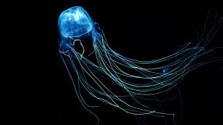 Blue jellyfish bioluminescent hologram planet - the dark water free wallpaper