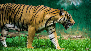 Tiger walking green field forest - a green wall behind free wallpaper