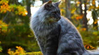 Cat mossy rock woods yellow - mossy free wallpaper for desktop